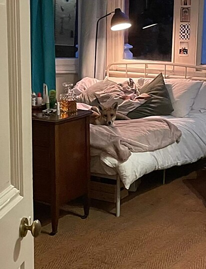 Edwards encontrou raposa esticada em sua cama.