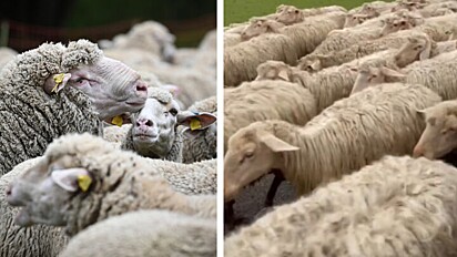 Este rebanho de ovelhas não é formado apenas por ovelhas, como mostra o vídeo.