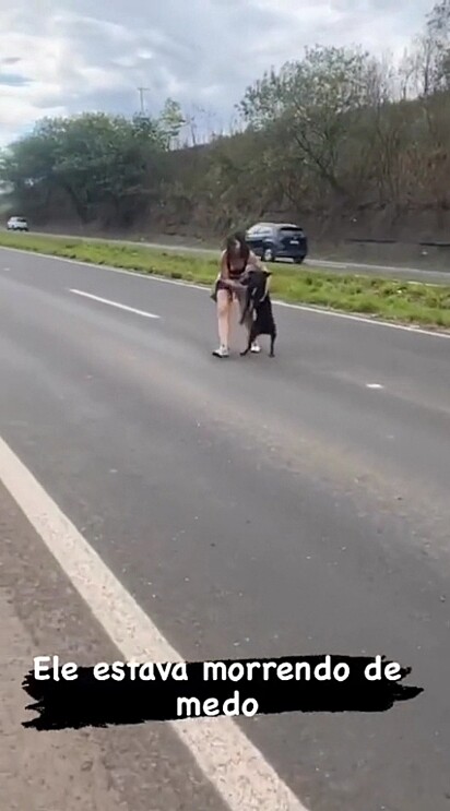 Mulher encostou o carro em rodovia movimentada para resgatar cachorro.