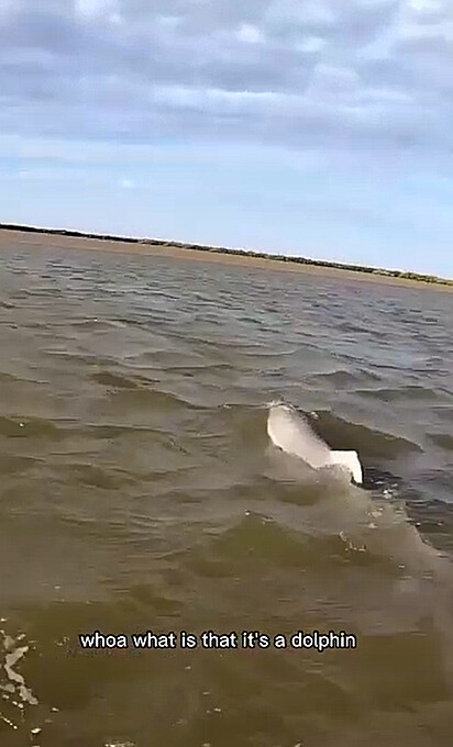 O golfinho