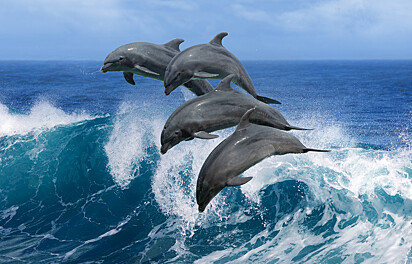Quatro golfinhos estão nadando