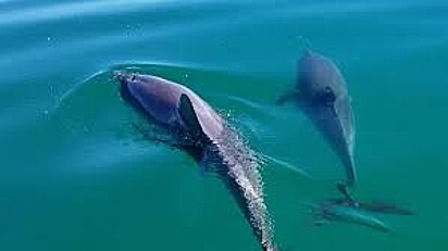 Dois golfinhos estão nadando no mar