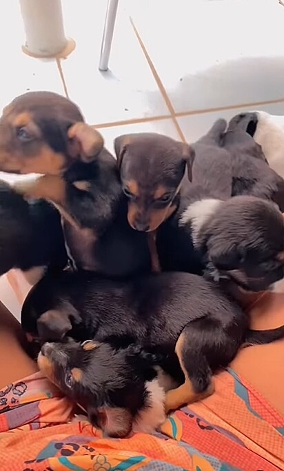 A cadela Athena deu à luz 13 filhotes.