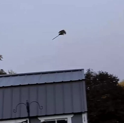 Família filma objeto voador sobre a sua casa e se surpreende quando descobrem o que é.