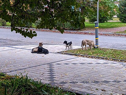 Os cães estão deitados na calçada