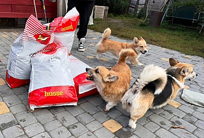Três cães estão em volta dos sacos de ração