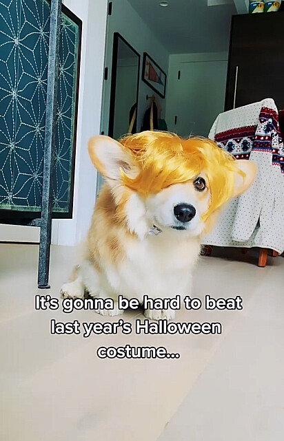 O canino está com uma peruca loira
