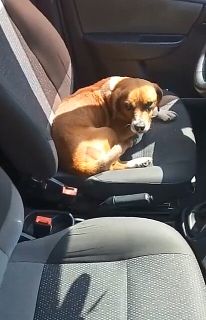 O canino está sentado no banco do motorista