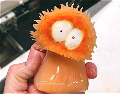 Uma foto mostra uma anêmona do mar que lembra o personagem de desenho animado Kenny de South Park. A criatura foi encontrada por um pescador russo.