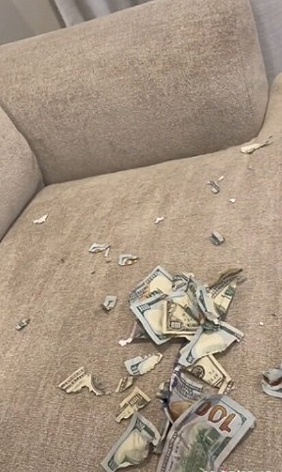 Casal encontrou pedaços do dinheiro picotados no sofá. 
