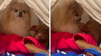 Dona flagrou uma de suas cadelas escondendo a outra dentro de tenda pet.