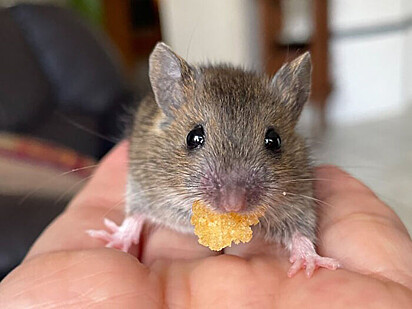 Ratinha fazendo festa com sua semente. 