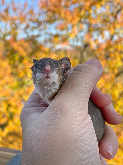 Última foto publicada da ratinha.