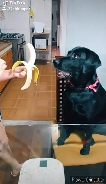 Gaya aguarda enquanto tutora descasca banana. 