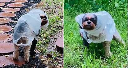Mulher confecciona capa de chuva para o seu cachorro poder fazer xixi no quintal em dia com garoa. 