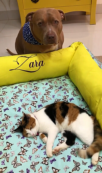 Amora está na cama de Zara