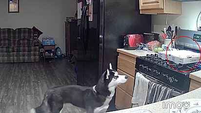 Câmeras de segurança flagram o cão ligando o fogão acidentalmente.
