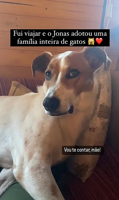 Jonas deixou a sua dona chocada ao resgatar uma família de gatinhos.