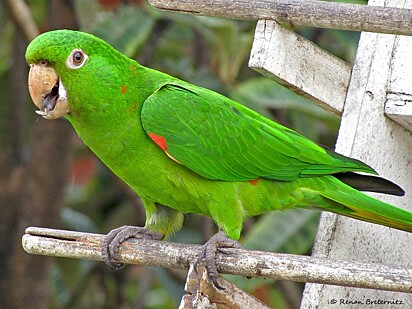 Pesquisador descobriu mensagem que cada papagaio tem ao cantar.