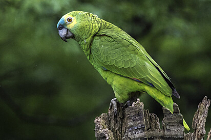Papagaios são conhecidos por imitações e sons aleatórios.