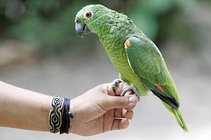 Pesquisa foi realizada com papagaios garupa verde. 