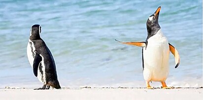 Foto dos pinguins esta na votação pelas fotos mais engraçadas
