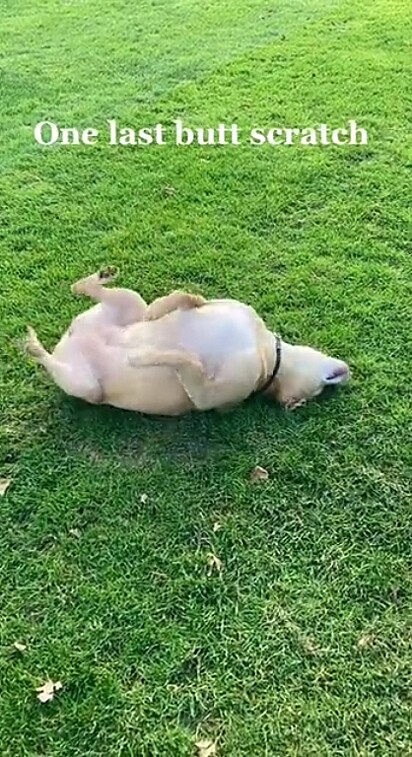 A canina brincando em um parque.