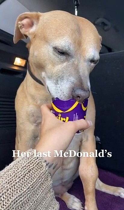 Molly comendo o seu último McDonalds.
