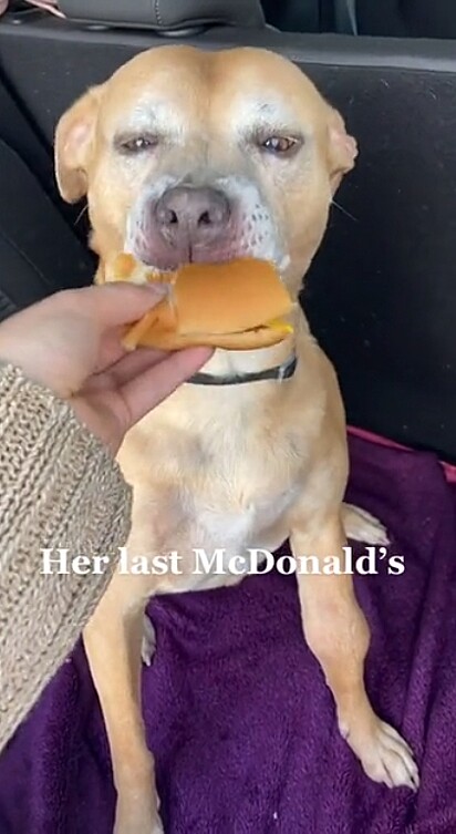 O cãozinho comendo seu último McDonalds
