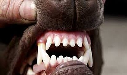 Dentes de um cão