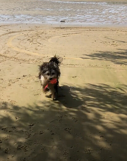 O canino está na praia