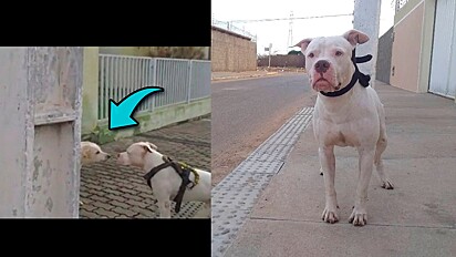 Pit bull tem reação inesperada ao encontrar com cães de rua.
