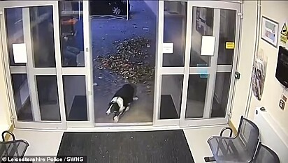 Para surpresa de todos, Rosie foi encontrada em uma delegacia.