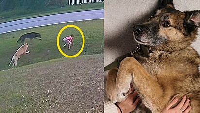 Cachorro pastor alemão salva criança de ataque de outro cachorro.