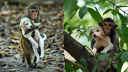 Macaco faz amizade com cachorro e o leva para passear na floresta.