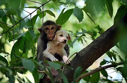 O primata com o cachorro em cima da árvore.