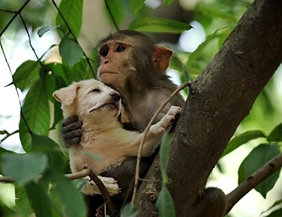O macaco abraçando o filhote.
