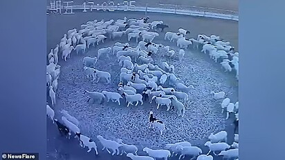 Pouco a pouco todas as ovelhas do curral participaram do movimento estranho.