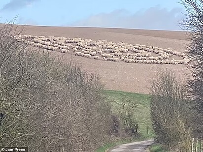 Ovelhas foram vistas em círculos concêntricos em East Sussex.