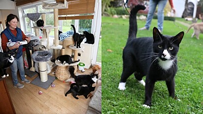 Durante a pandemia família adota 20 gatos e transforma casa em centro de resgate - atualmente são 130.