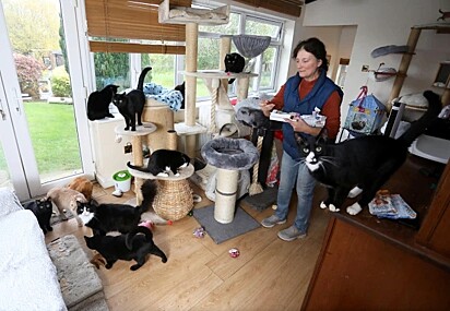 Tina vendeu seus pertences para poder manter seus gatinhos.