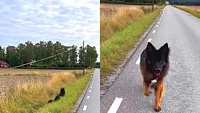 Mulher perde chaves durante caminhada e seu cão ajuda encontrá-las.