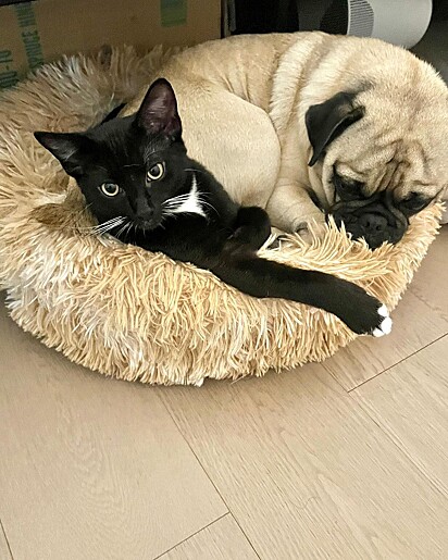 Gato encontrou conforto em irmão canino. 