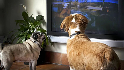 Dois cães estão olhando para a TV