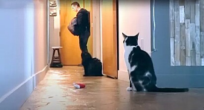 O tutor saiu para trabalhar e deixou uma câmera escondida para ver a reação dos seus gatos.