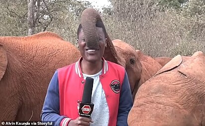 O elefante colocou sua tromba no nariz do jornalista