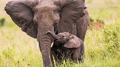 A mamãe elefante seu filhote