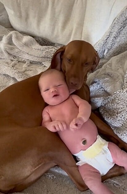 A cadela da raça Viszla servindo de travesseiro para o bebê.