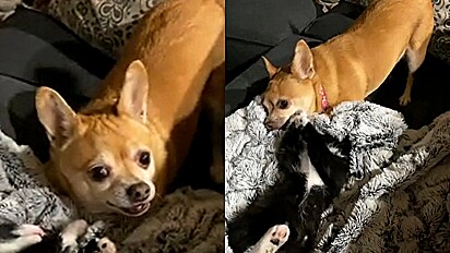 Chihuahua tem adorável reação ao conhecer novo membro da família: uma gata.