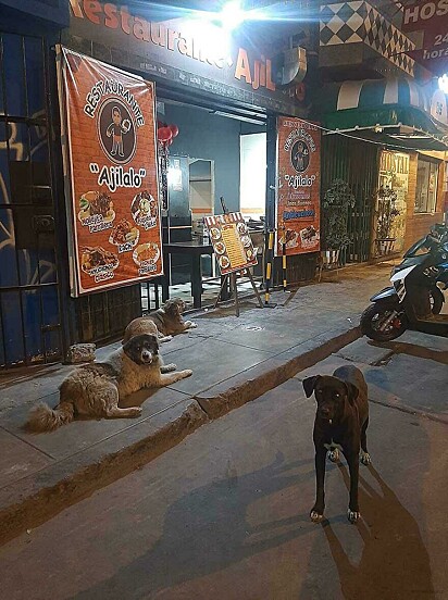Cachorros aguardam em frente ao restaurante para receber uma refeição.